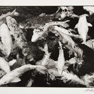 Goldfish : Hilo Seaside, Hawaii