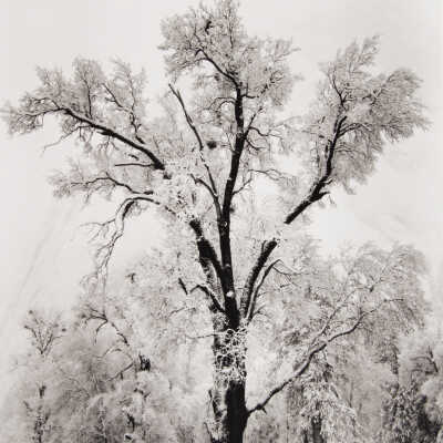 Oaktree, Snowstorm, Yosemite National Park, California