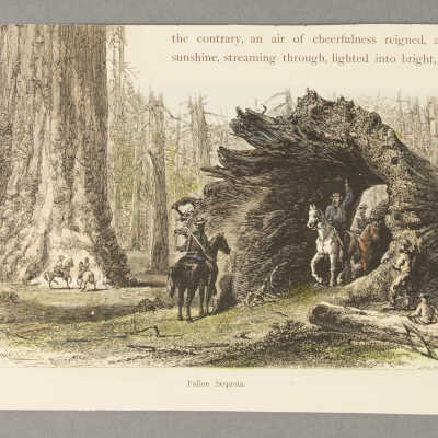 Fallen Sequoia