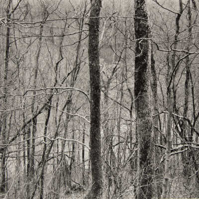 Kentucky Trees and Stream