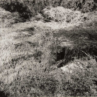 Venezuela Lacy Trees
