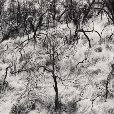 Dry Grass and Burned Trees, Near Jolon, California