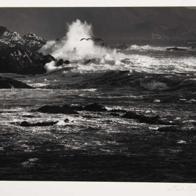 Gull and Surf, Carmel, California