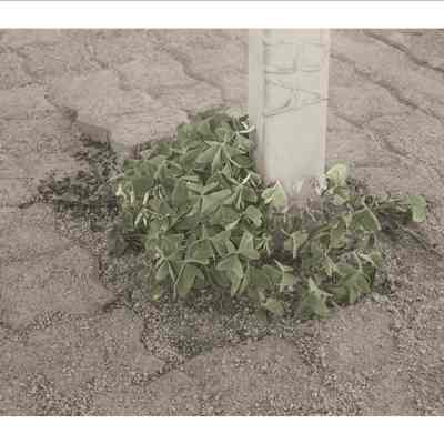 Plant round pole on Pavement