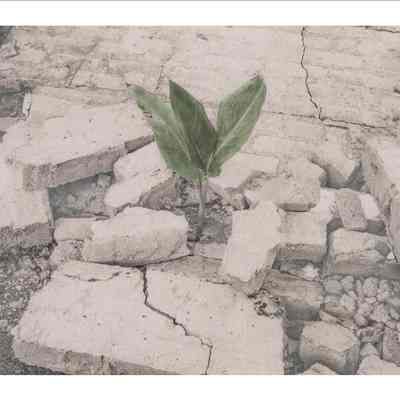 Surviving in Pile of Bricks