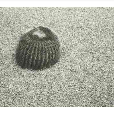 Barrel Cactus