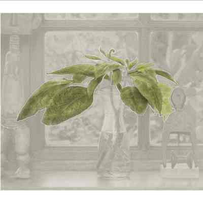 Plant in Bottle