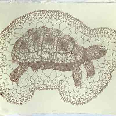 Tortoise