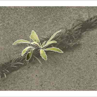 Growing Through a Crack