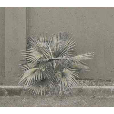 Spiky Plant on Pavement