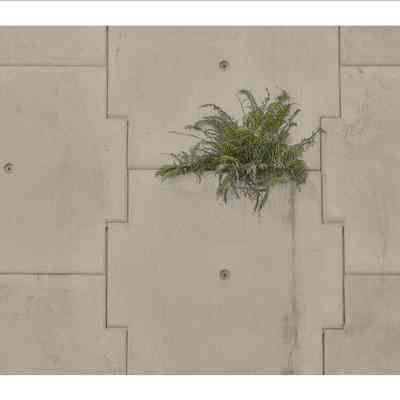 Plant on Highway Wall