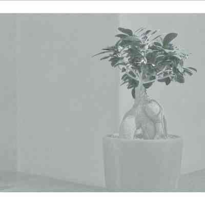 Bonsai on Mantelpiece