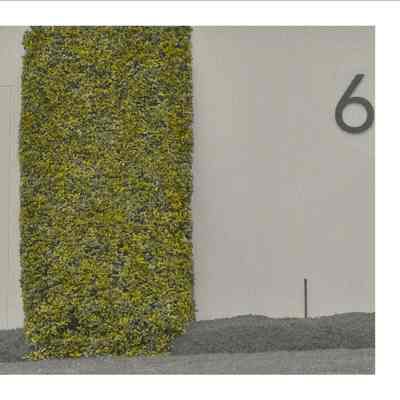 Yellow Hedge - No.6