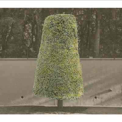 Conical Tree with Forest