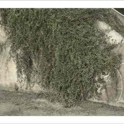 Creeper on Highway Wall