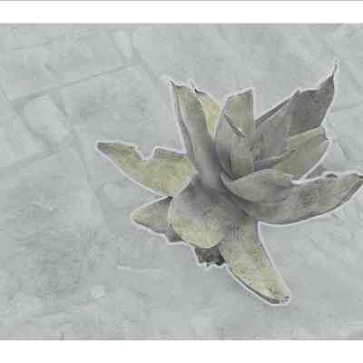Aloe in Harsh Surroundings