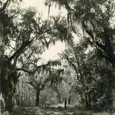 Dirt Road to Magnolia Gardens