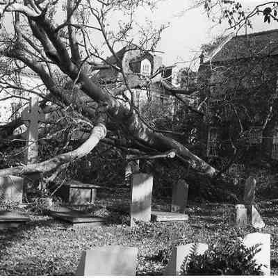 Church Graveyard After Hurricane Hugo