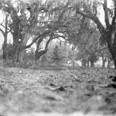 Sabina Elliott Wells Photographs (Group 4)