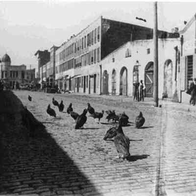 Market Street Buzzards