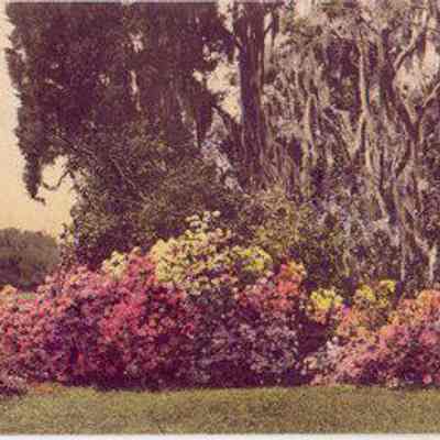 Azaleas, Dogwood and Southern Moss, Middleton Place Gardens