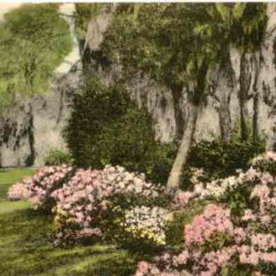 Yeamans Hall Azalea Gardens