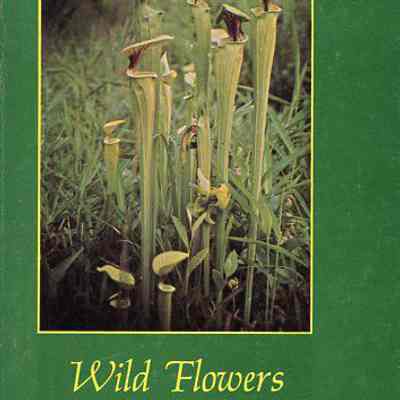 Wild Flowers in South Carolina