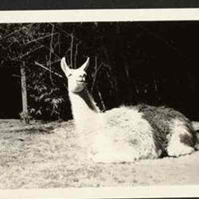 Photo Album Page 33
