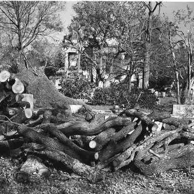 Church Graveyard After Hurricane Hugo