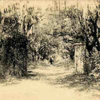 Entrance to Plantation / Oak Allée