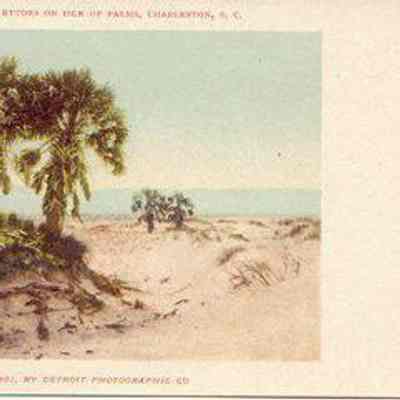 Palmettoes on Isle of Palms, Charleston, S.C.