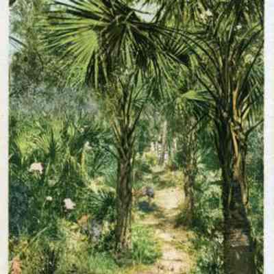 Lovers' Lane, Isle of Palms, Charleston, S.C.