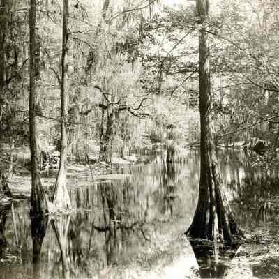 Cypress Gardens