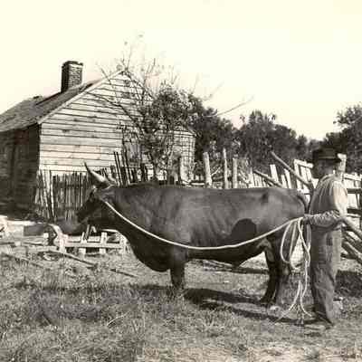 John Boggs with Ox and Plow at Jehossee