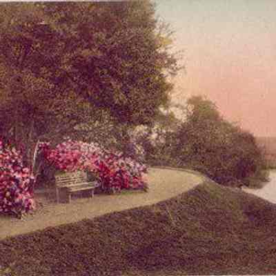 Magnolia Gardens, Charleston, S.C.