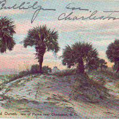 Among the Sand Dunes, Isle of Palms near Charleston, S.C.