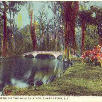 Magnolia Gardens, Up the Ashley River, Charleston, S.C.