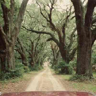Brick House Plantation Ruins
