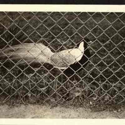Photo Album Page 29