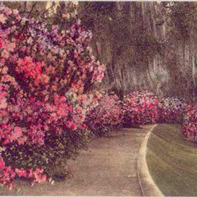 Magnolia Gardens, Charleston, S.C.