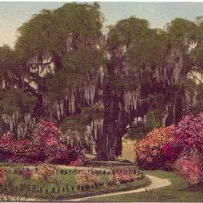 The Great Oak from the Rose Garden, Middleton Place Gardens