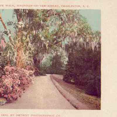 The Slope Walk, Magnolia-on-the-Ashley, Charleston, S.C.