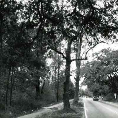 Ashley River Road (Hwy 61) Trees