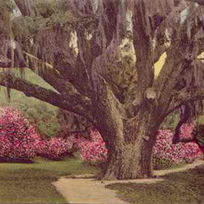 The Great Oak, Middleton Place Gardens