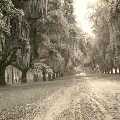 Boone Hall Plantation