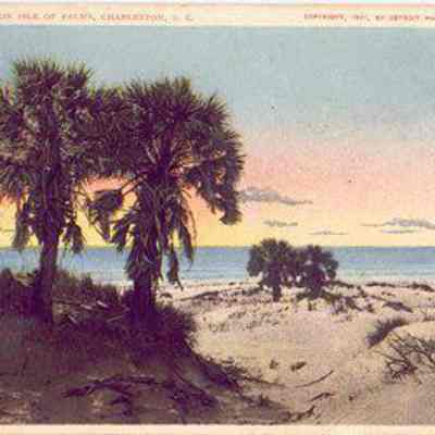 Palmettoes on Isle of Palms, Charleston, S.C.