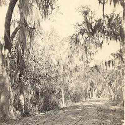 Early 20th Century Charleston Scenes