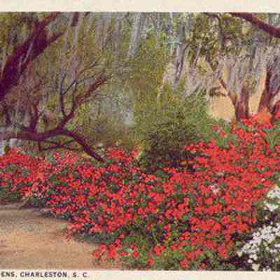 Magnolia Gardens, Charleston, S.C.