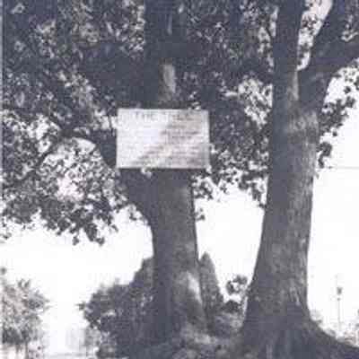 Two Oak Trees at Congress and Parkwood