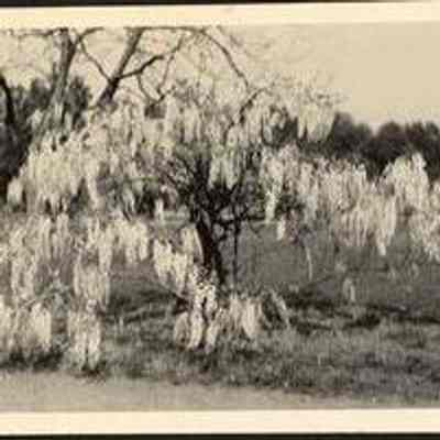 Photo Album Page 31